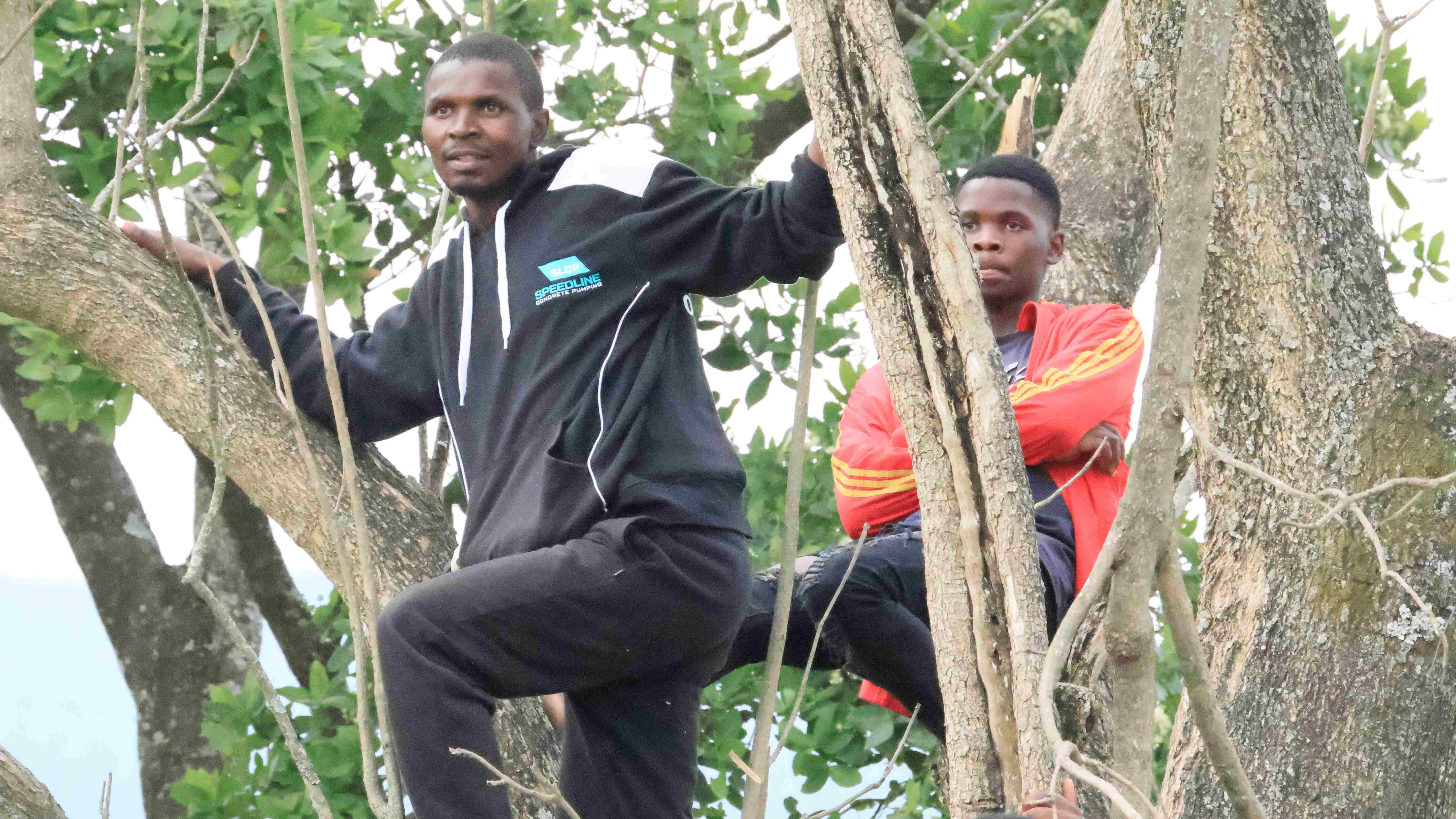 Bhunya chaos: Crooked lines, fans on trees